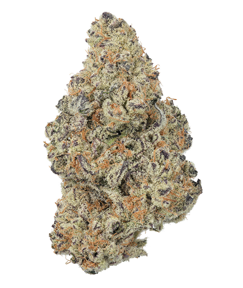 Dante’s Inferno THCa Flower (Hybrid)
